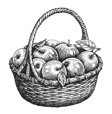 Wicker basket full of ripe sweet apples. Fresh fruit, farm organic healthy food. Hand drawn sketch vintage illustration