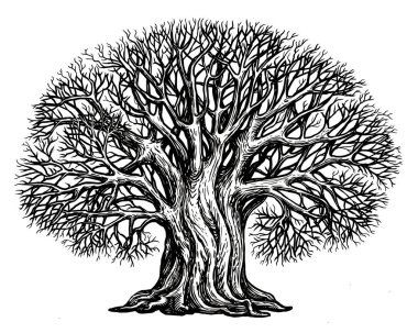 Branched tree without leaves, sketch. Large growing oak in vintage engraving style. Hand drawn vintage illustration