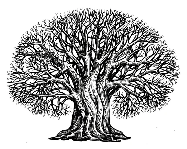 Розгалужене Дерево Листя Ескіз Великий Дуб Росте Старовинному Гравюрному Стилі — стокове фото