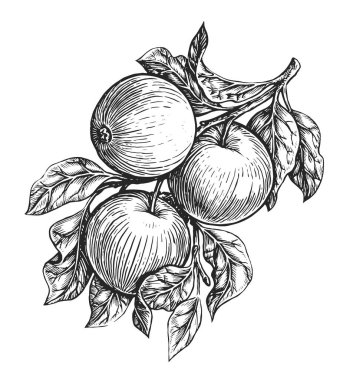 Hand drawn Apple tree branch with ripe apples and leaves isolated on white background. Fresh fruits sketch illustration