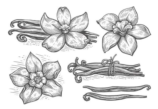 Vanilla Pods Orchid Flower Sketch Vector Illustration Vanillas Spicy Herbs — Vetor de Stock