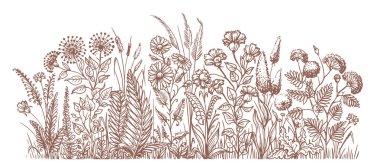 Wildflowers field border sketch illustration. Hand drawn grass, flowers, plants, herbs in doodle style