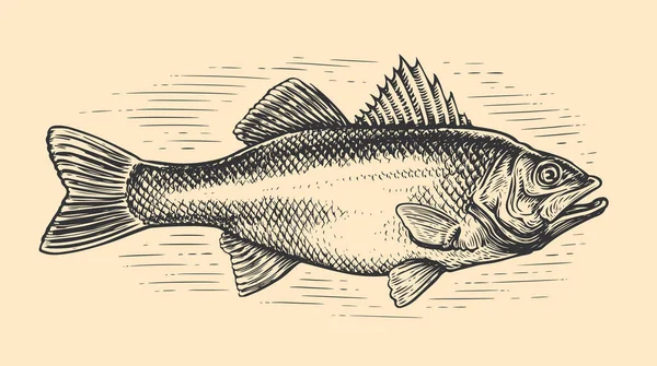 Hand Drawn Sea Bass Whole Fish Sketch Vintage Engraving Style — Vetor de Stock