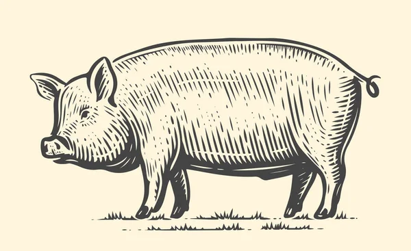 Farm Animal Sketch Hand Drawn Big Pig Standing Full Length — Stock Vector