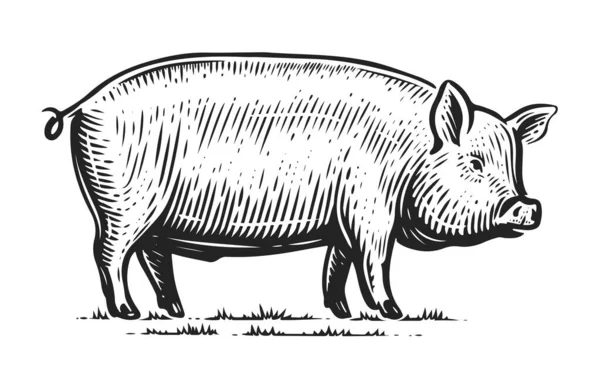 Pig Isolated Sketch Farm Animal Illustration Hand Drawn Piglet Standing — Stok fotoğraf