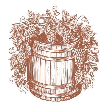 Wooden oak barrel and bunches of grapes, vine. Winery, distillery concept. Vintage sketch vector illustration