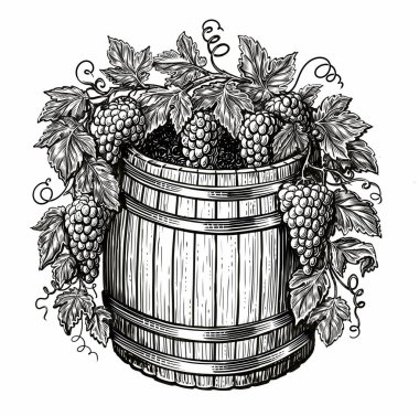 Wooden oak barrel and bunches of grapes, vine. Winery, viticulture concept. Vintage sketch illustration