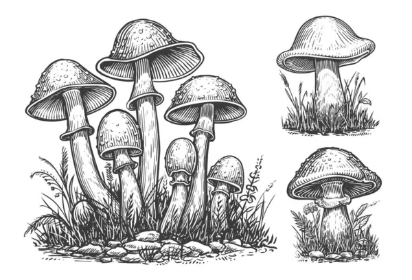 Cogumelos Prontos Cogumelo Crescimento Desenhado Mão Micélio Estilo Gravura Vintage — Vetor de Stock