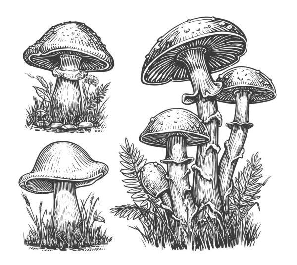 蘑菇素描集 生长在秋天的森林里的可食用的宝莲 矢量说明 — 图库矢量图片