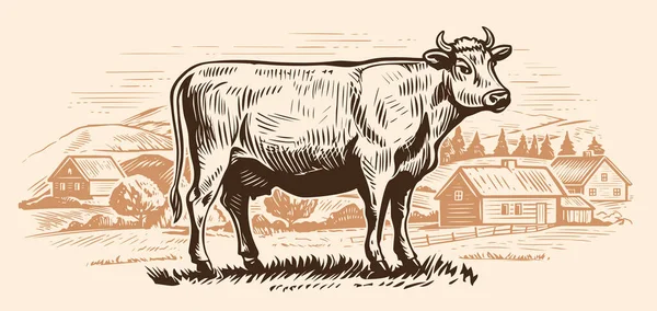 Dairy Cow Grazing Meadow Farm Hand Drawn Graphic Rural Landscape — Stock Vector