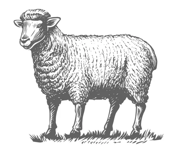 农场的羊站在草地上 有浓密绒毛的家畜 畜牧业 手绘矢量图解 — 图库矢量图片