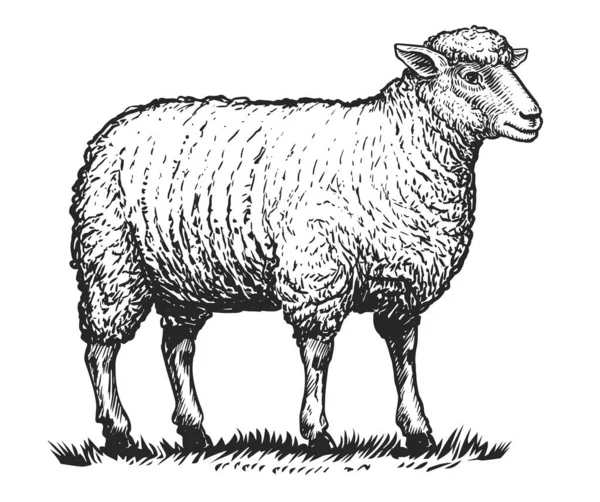 農場羊草の上に立っている 厚いウールコートで国内動物を描いた手描き 畜産業 ベクトル図 — ストックベクタ