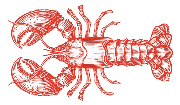 Crayfish Diisolasi Pada Latar Belakang Putih Tangan Digambar Udang Merah - Stok Vektor