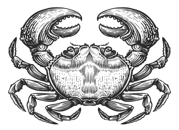 隔離されたカニ ヴィンテージ彫刻スタイルの甲殻類の水生動物 海鮮スケッチ図 — ストック写真