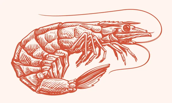 Tiger Shrimp Hand Drawn Engraving Style Sketch Whole Prawn Seafood — Stock Vector