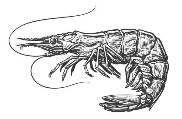 Σκιτσάρισμα Γαρίδας Ολόκληρο Γαρίδες Θαλασσινά Ζωγραφισμένα Στο Χέρι Διανυσματική Απεικόνιση — Διανυσματικό Αρχείο
