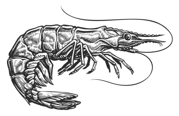 Skica Krevet Mořské Zvíře Starém Rytém Stylu Celá Kreveta Ilustrace — Stock fotografie