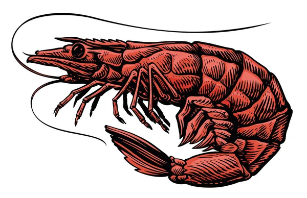 Γαρίδες Θαλάσσια Ζώα Ολόκληρα Θαλασσινά Γαρίδας Απομονωμένα Εικονογράφηση Διανύσματος — Διανυσματικό Αρχείο