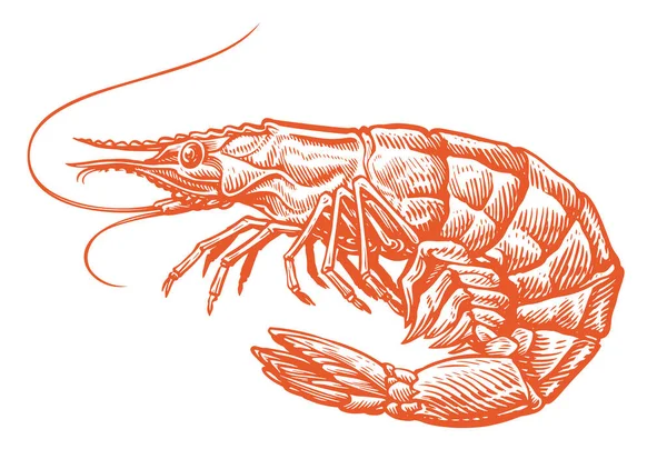 Büyük Kırmızı Karides Çizimi Yemek Pişirmek Için Karides Deniz Ürünleri — Stok Vektör