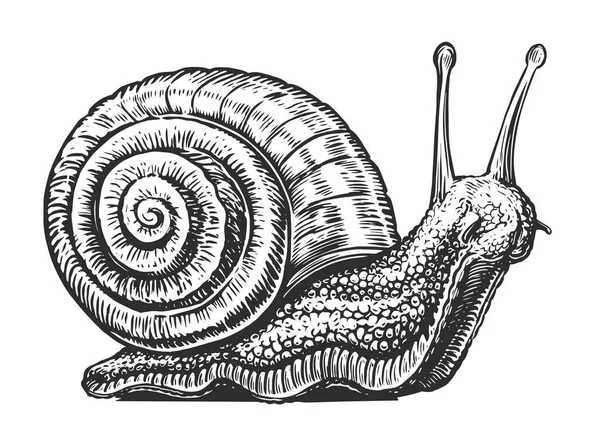 Grand Croquis Rampant Escargot Animal Invertébré Style Gravure Vintage Illustration — Image vectorielle