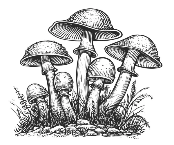 Poisonous Mushrooms Hand Drawn Sketch Illustration Family Inedible Mushrooms Toadstool — Stock Photo, Image