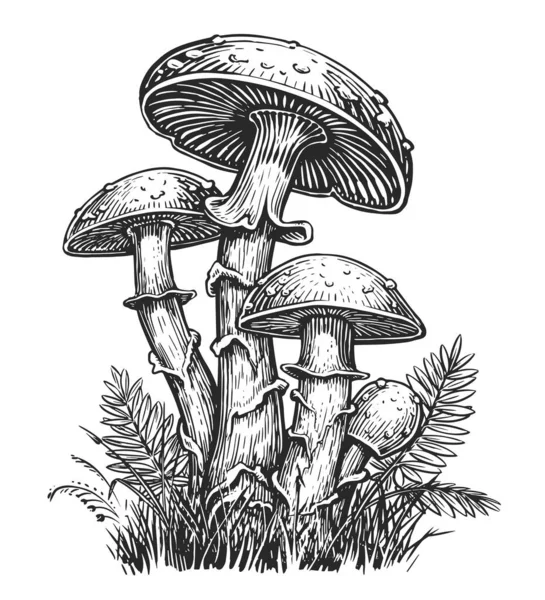 Esboço Cogumelos Ilustração Desenhada Mão Micélio Família Cogumelos Venenosos Não — Fotografia de Stock