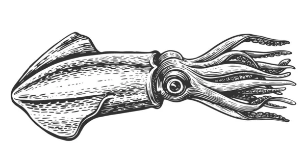 Squid Sketch Hand Drawn Marine Animal Vintage Engraving Style Seafood — Stock Vector
