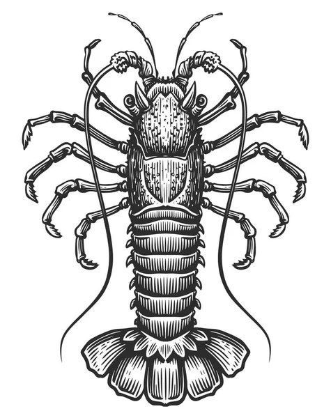 有刺的龙虾甲壳类水生动物 蟹类在古老的雕刻风格 海鲜素描矢量图解 — 图库矢量图片