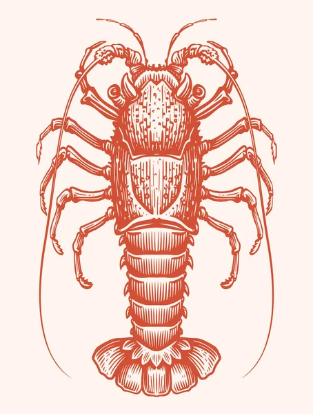 Sea Spiny Lobster Hand Drawn Engraving Style Sketch Seafood Vector — Stock Vector