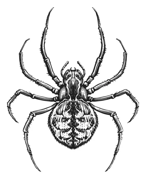 蜘蛛素描 古老雕刻风格的动物昆虫 矢量说明 — 图库矢量图片