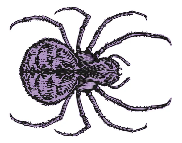 Araña Aislada Sobre Fondo Blanco Vista Superior Ilustración Vectorial Insectos — Vector de stock