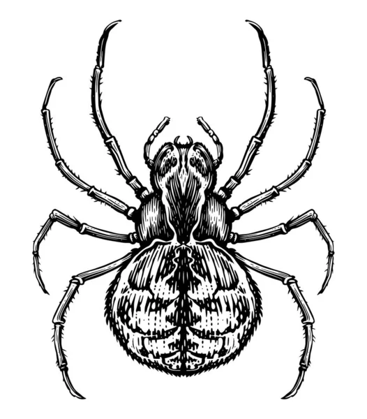 Σχέδιο Της Αράχνης Απομονώθηκε Στο Πάνω Μέρος Χειροποίητη Απεικόνιση Εντόμων — Φωτογραφία Αρχείου