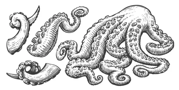 Tentáculos Con Ventosas Pulpo Calamares Concepto Conjunto Mariscos Dibujo Dibujado — Vector de stock