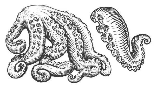 Tentacles Suckers Octopus Squid Seafood Set Hand Drawn Sketch Illustration — Stock Photo, Image