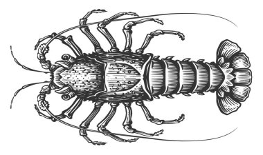 Dikenli ıstakoz. Kabuklu deniz hayvanı, oymacılık tarzında kerevit. Deniz ürünleri çizimi