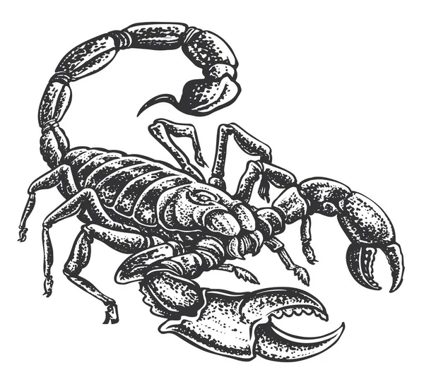 Skorpion Med Giftigt Stick Handritat Djur Vintage Gravyr Stil Skiss — Stock vektor