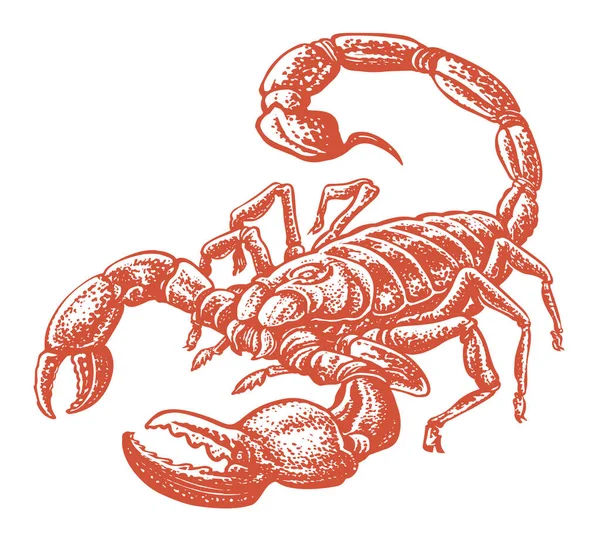 Scorpion Arachnid Serangga Terisolasi Ilustrasi Vektor Sketsa Hewan - Stok Vektor