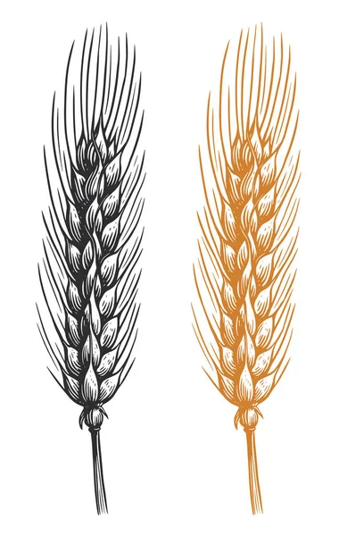 小麦の穂に穀物が付いています 有機ベジタリアン食品包装要素 分離ベクトル図 — ストックベクタ