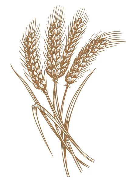 小麦の穂に穀物が付いています 有機ベジタリアン食品包装要素 スケッチヴィンテージベクトルイラスト — ストックベクタ
