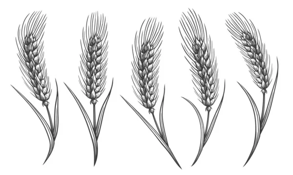 小麦のスケッチのスパイク 装飾のための小麦の手描きの耳 パン屋の包装デザイン ベクターイラスト — ストックベクタ