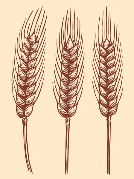 小麦の小穂 装飾のための小麦の手描きの耳 パン屋の包装デザイン ベクトルスケッチイラスト — ストックベクタ