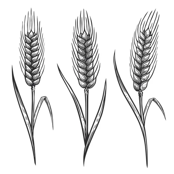 小麦の小穂 パン屋の装飾包装デザインのための小麦の耳 手描きベクトルスケッチイラスト — ストックベクタ