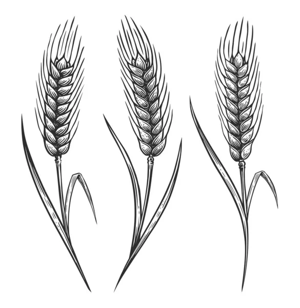 小麦の穂に穀物が付いています 有機ベジタリアン食品包装デザイン スケッチイラスト — ストック写真