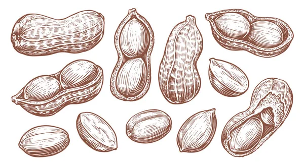 Peanut Set Isolated Groundnuts Sketch Vector Illustration Hand Drawn Nuts — Stock Vector