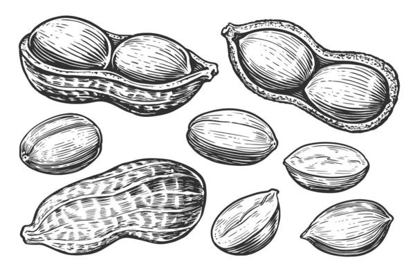 Peanut Sketch Set Food Nuts Isolated Hand Drawn Illustration — Stock Photo, Image