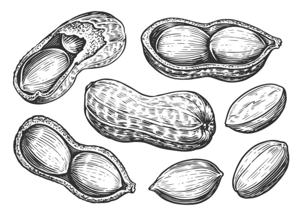 ピーナッツのスケッチセット 食べ物の概念 隔離されたナッツ 手描きイラスト — ストック写真