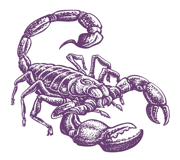 Escorpião Isolado Sobre Fundo Branco Ilustração Esboçada Tatuagem — Fotografia de Stock