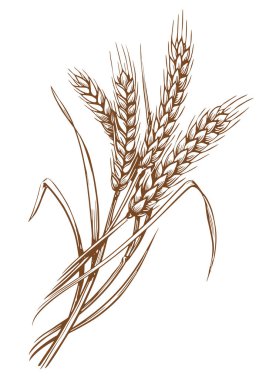 Tahıllı buğday başakları. Organik vejetaryen gıda paketleme elementi. Çizim vektör illüstrasyonu