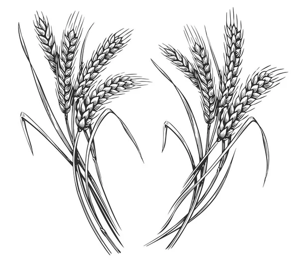 小麦の耳 スパイクレットのスケッチ 手はヴィンテージ彫刻スタイルでライ麦を描きました 農場有機食品の概念 ベクターイラスト — ストックベクタ