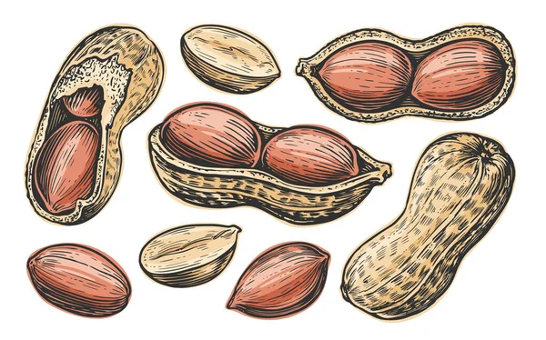 Erdnussset Isoliert Erdnussvektor Handgezeichnete Nüsse Illustration — Stockvektor